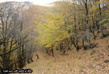 گزارش تصویری از فصل پاییز در جنگل ابر شاهرود